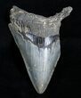 Partial + Inch Megalodon Tooth - Razor Serrations #3533-1